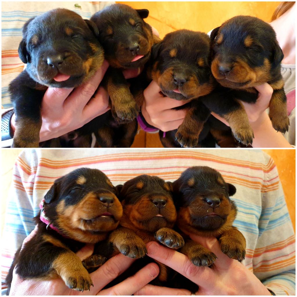 de la Noé d'Orient - Chiots beaucerons disponibles à la réservation 