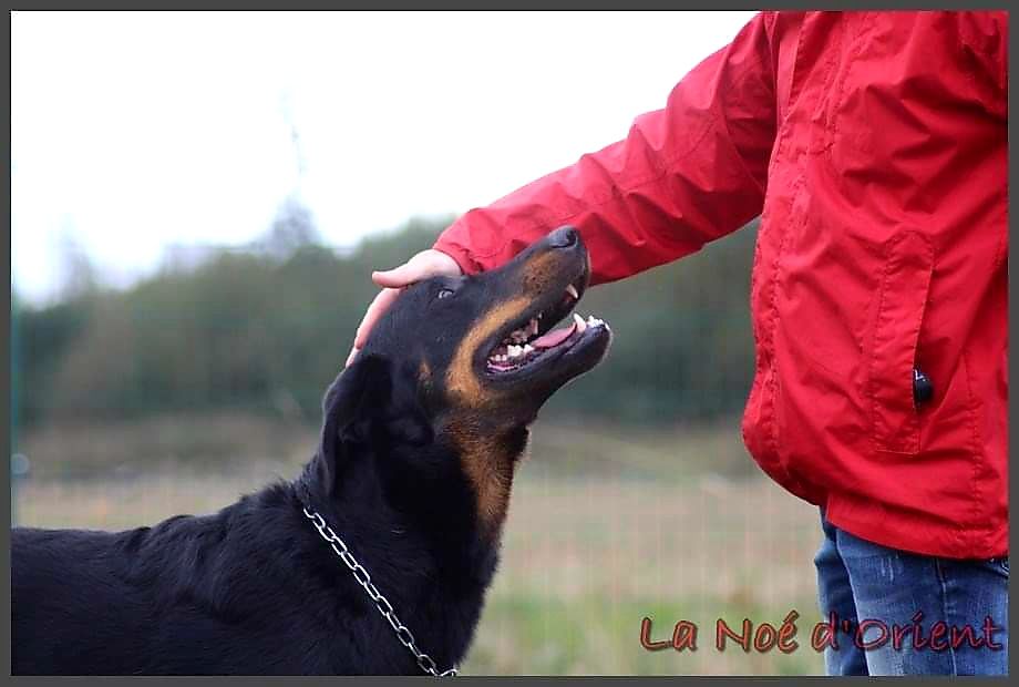 de la Noé d'Orient - Prochaines portées !!