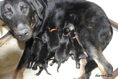 de la Noé d'Orient - Photos individuelles des bébés ...