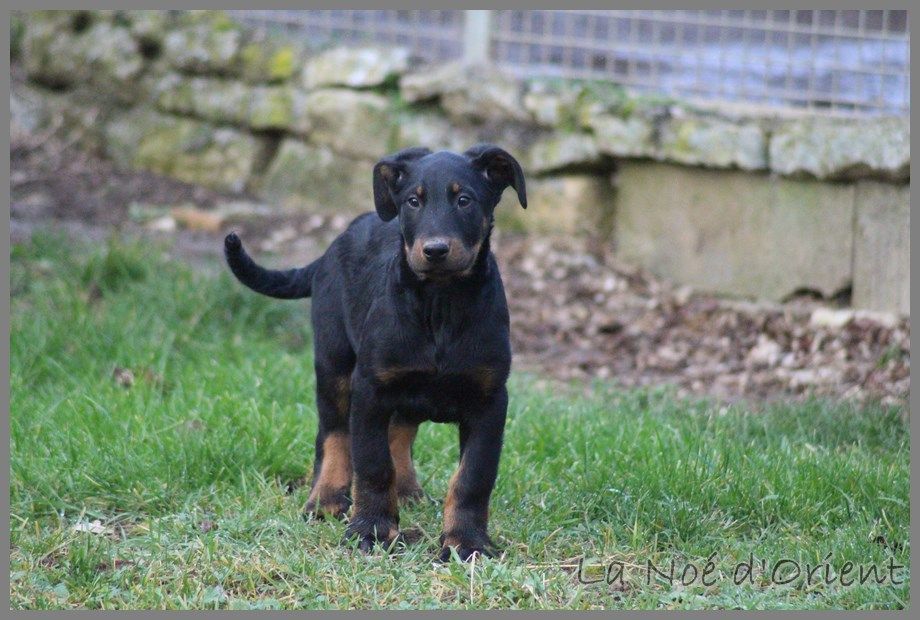 de la Noé d'Orient - Superbe chiot mâle disponible de suite !