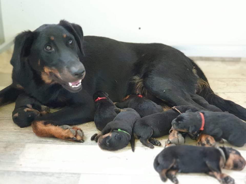 de la Noé d'Orient - Chiot beauceron de la Noé d'Orient 