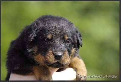 de la Noé d'Orient - Nouvelles photos des chiots !