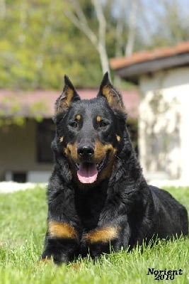 de la Noé d'Orient - Trophée Pro Plan des Meilleurs Chiens de France