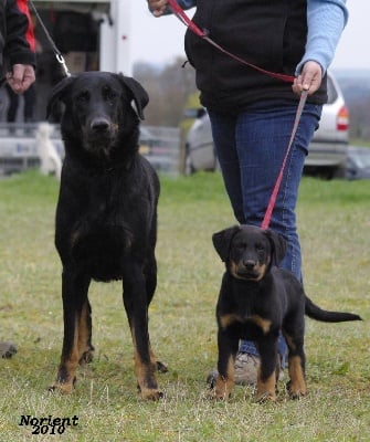 de la Noé d'Orient - Résultats de la Journée beauceronne de Viterne