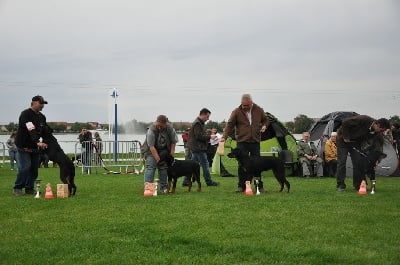 de la Noé d'Orient - Résultats de la Journée Beauceronne de Noeux les Mines...