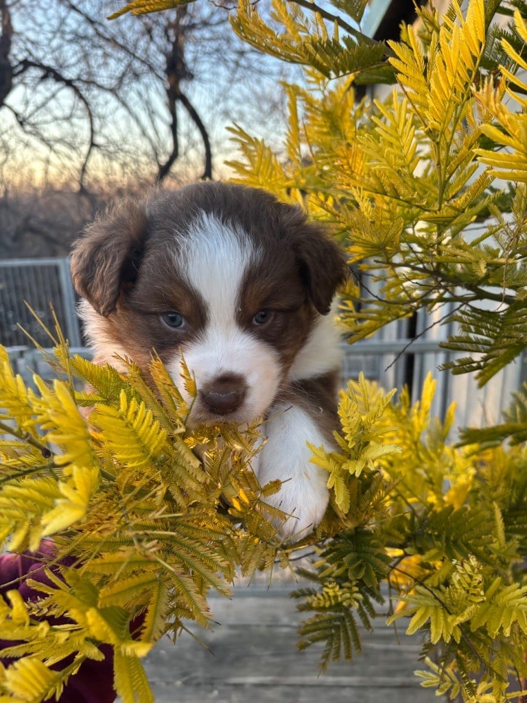 Du mazet des salins - Chiots disponibles - Berger Australien