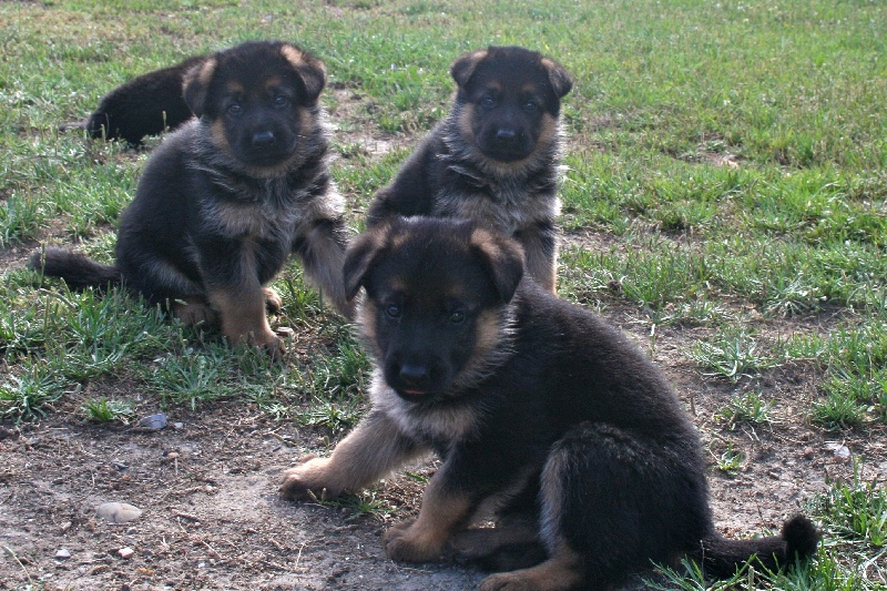 Chiot Berger Allemand Du mazet des salins