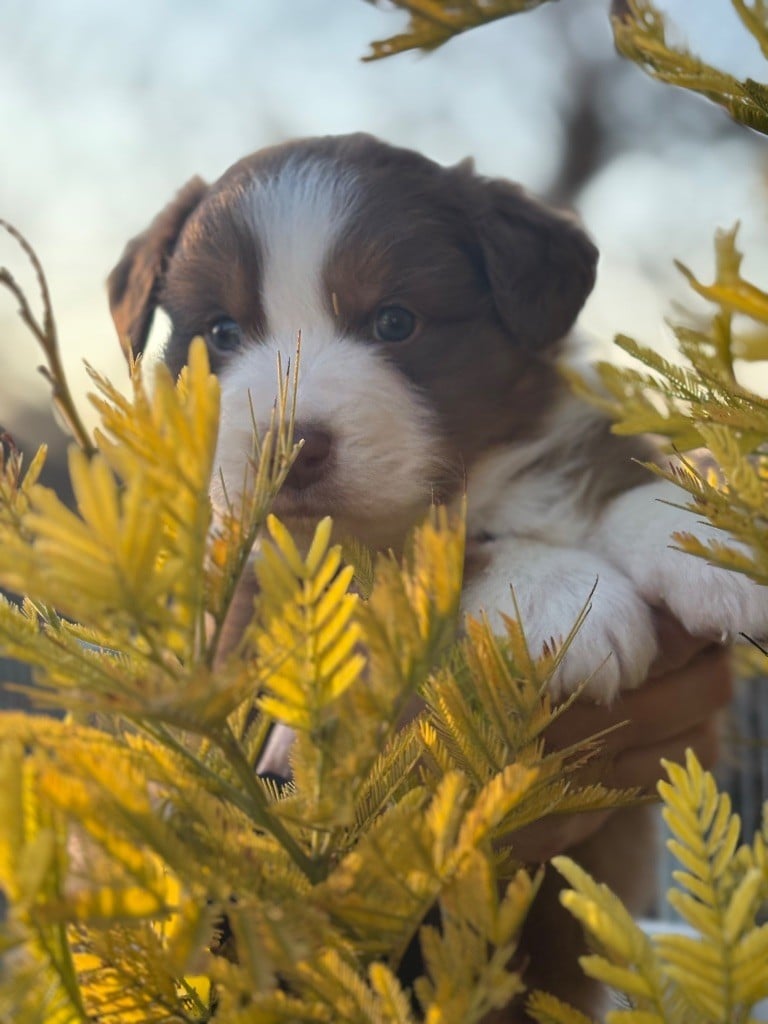 Du mazet des salins - Chiots disponibles - Berger Australien