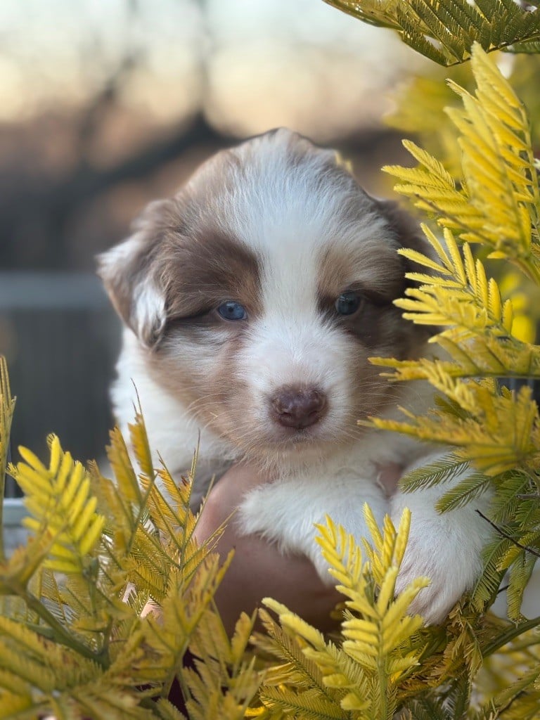 Du mazet des salins - Chiots disponibles - Berger Australien