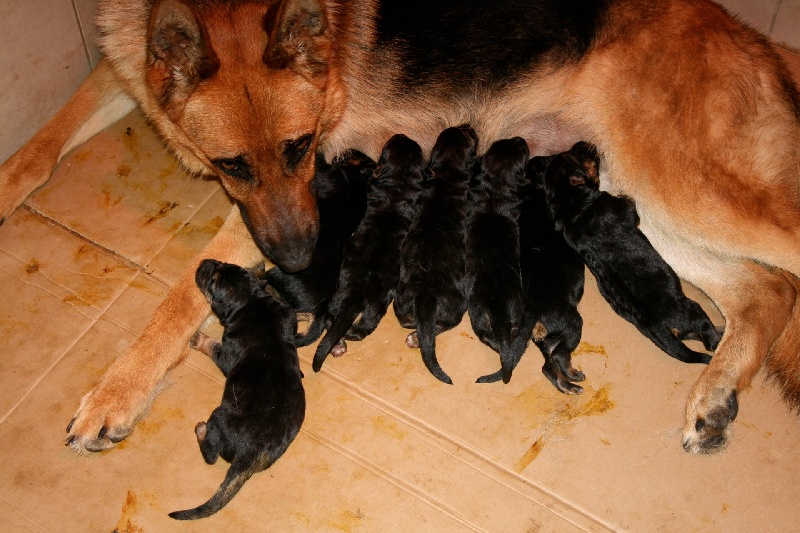 Chiot Berger Allemand Du mazet des salins