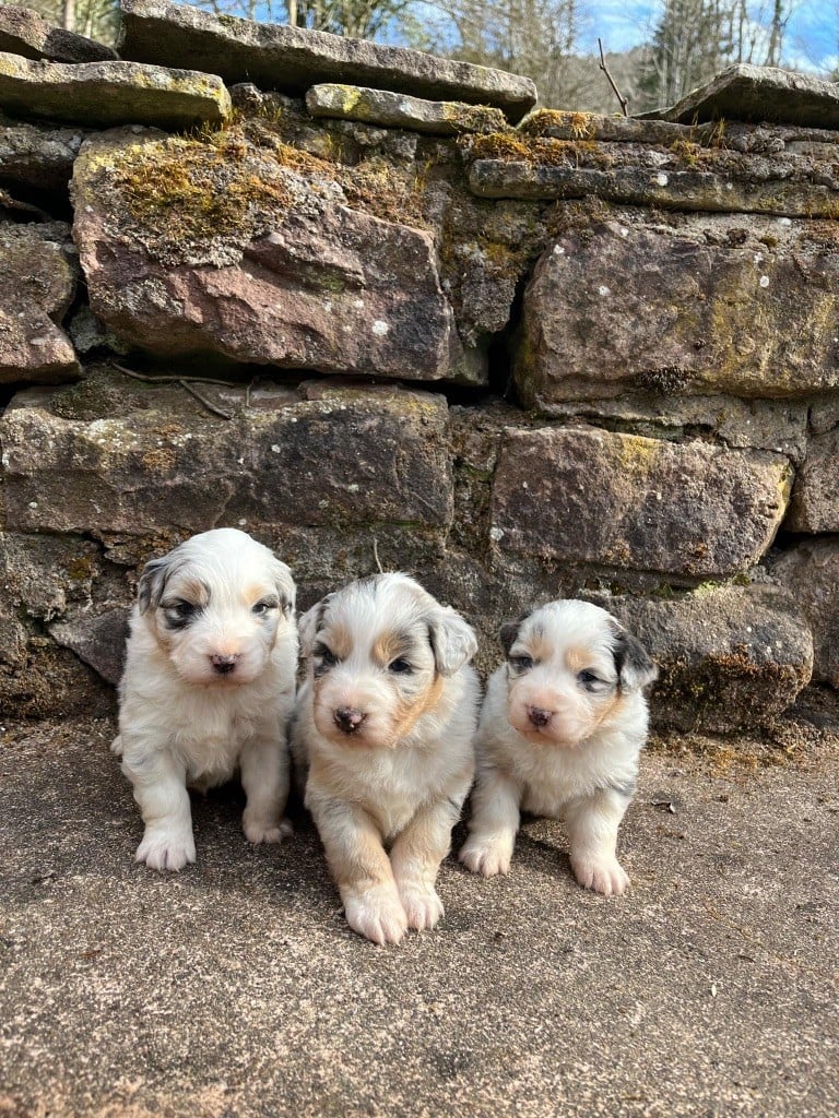 Du rivage des mille etangs - Chiots disponibles - Berger Australien