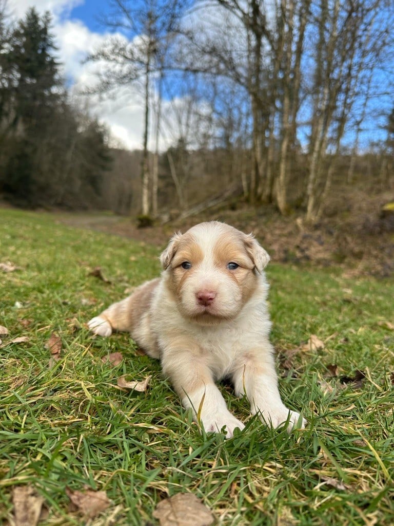 Du rivage des mille etangs - Chiots disponibles - Berger Australien