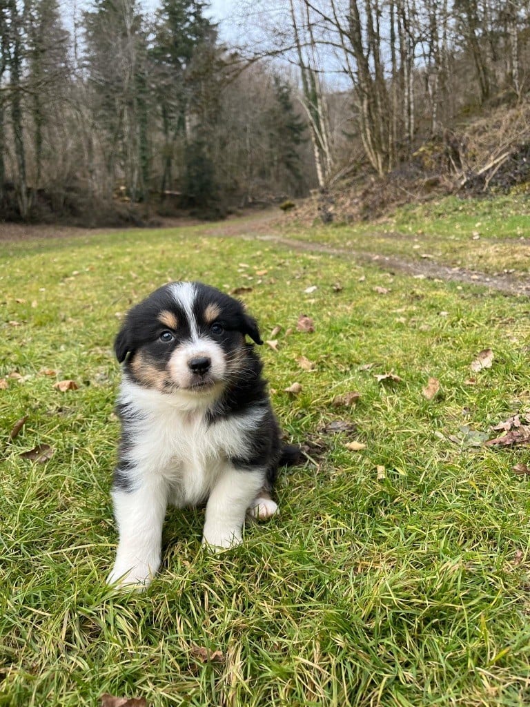 Du rivage des mille etangs - Chiots disponibles - Berger Australien