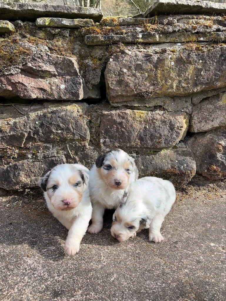 Du rivage des mille etangs - Chiots disponibles - Berger Australien