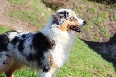 Chiot Berger Australien Du rivage des mille etangs