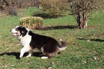 Chiot Berger Australien Du rivage des mille etangs