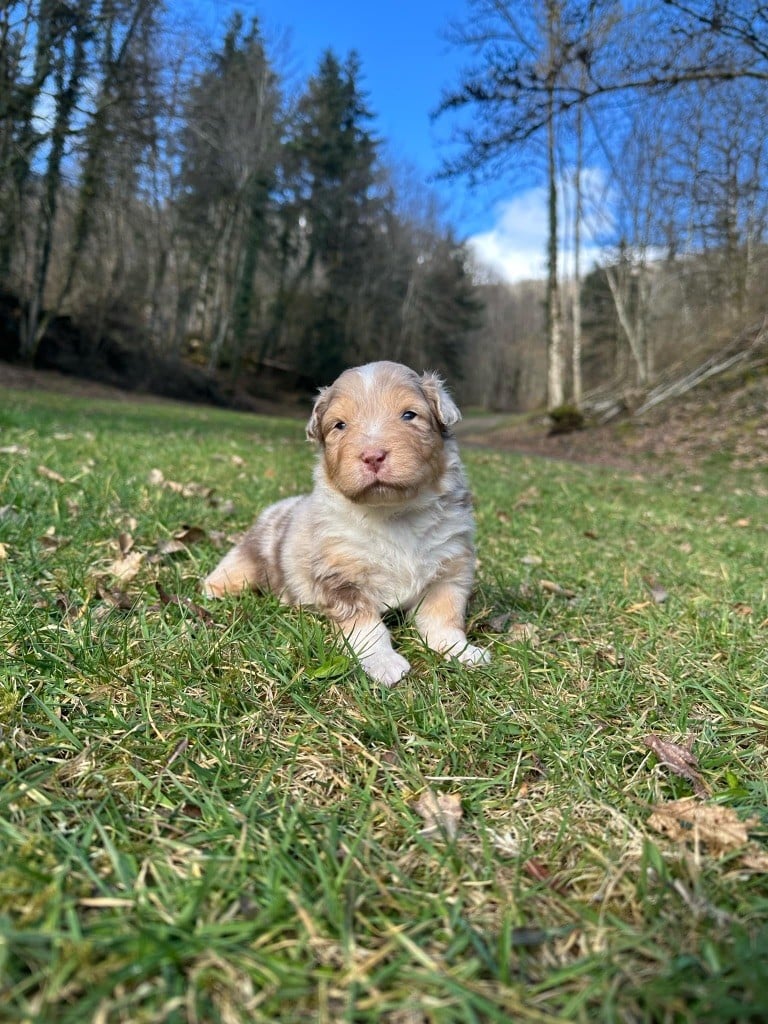 Mâle M3 rouge merle queue longue