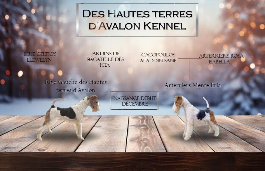 des Hautes Terres D'Avalon - Portées à naitre début décembre 2023