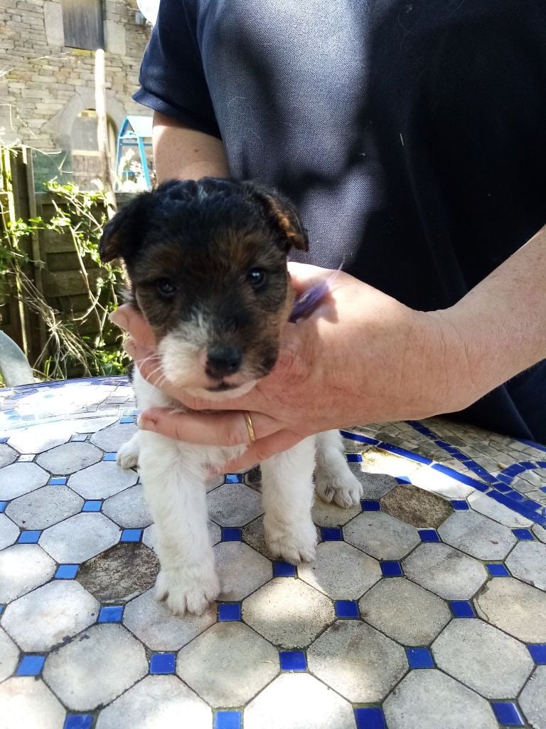 des Hautes Terres D'Avalon - Fox Terrier Poil Dur - Portée née le 06/05/2021