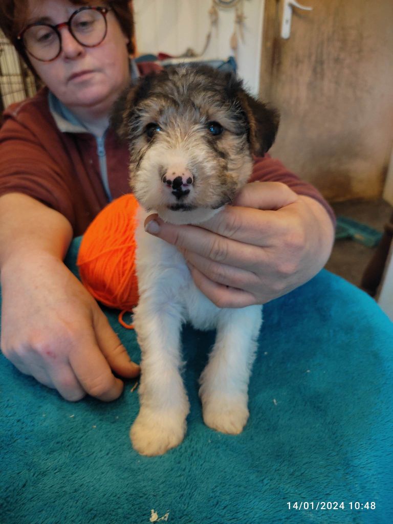 des Hautes Terres D'Avalon - Fox Terrier Poil Dur - Portée née le 04/12/2023