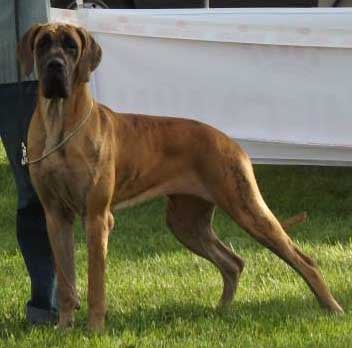 Hestia des Alizés de Rimini est J. Championne du Doggen Club de France