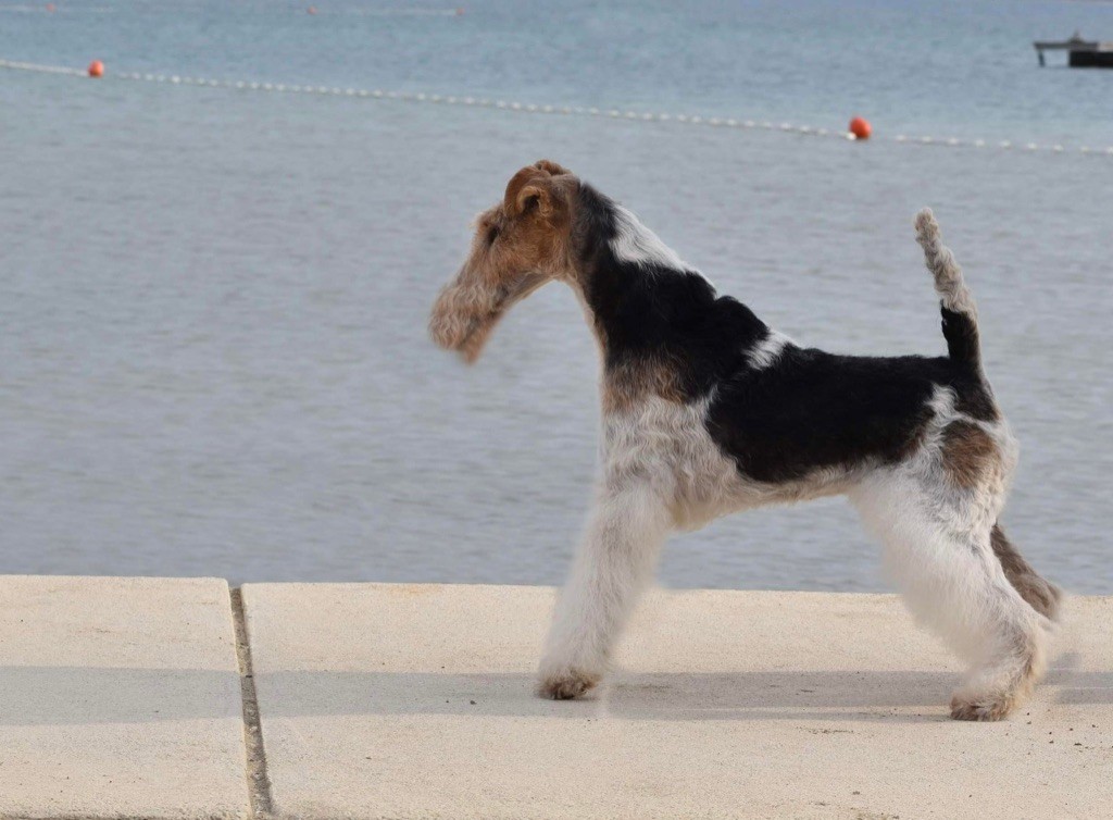 Du clos des amoureux - Dog Show ZADAR