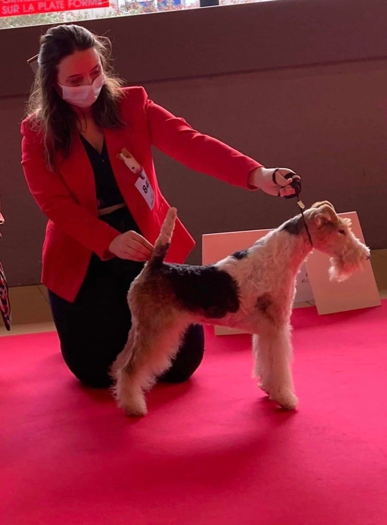 Du clos des amoureux - DOUBLE DOG SHOW NANTES 