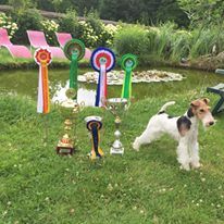 Du clos des amoureux - 16 ET 17 JUIN 2018 LAMOTTE BEUVRON SPECIALE FOX TERRIER