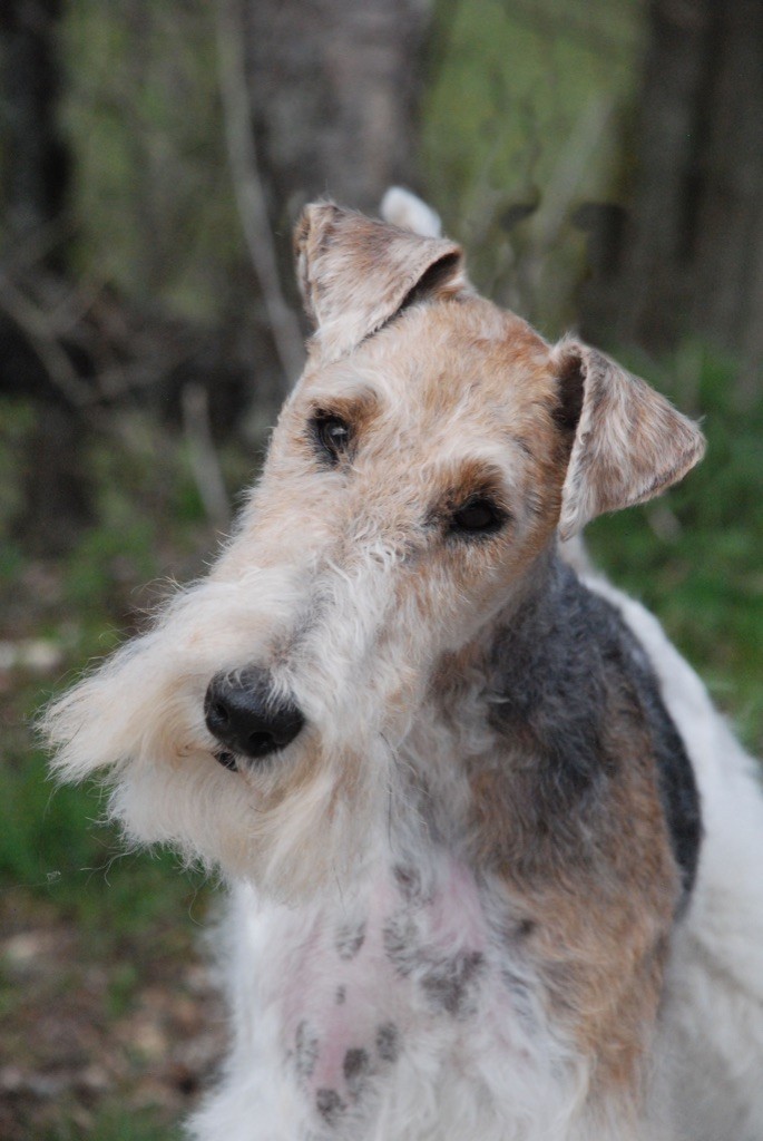 Du clos des amoureux - DOUBLE DOG SHOW COURTRAIT 