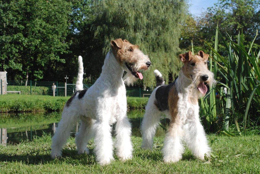 Du clos des amoureux - ALLEMAGNE 2 JOURS DE SPECIALE TERRIERS