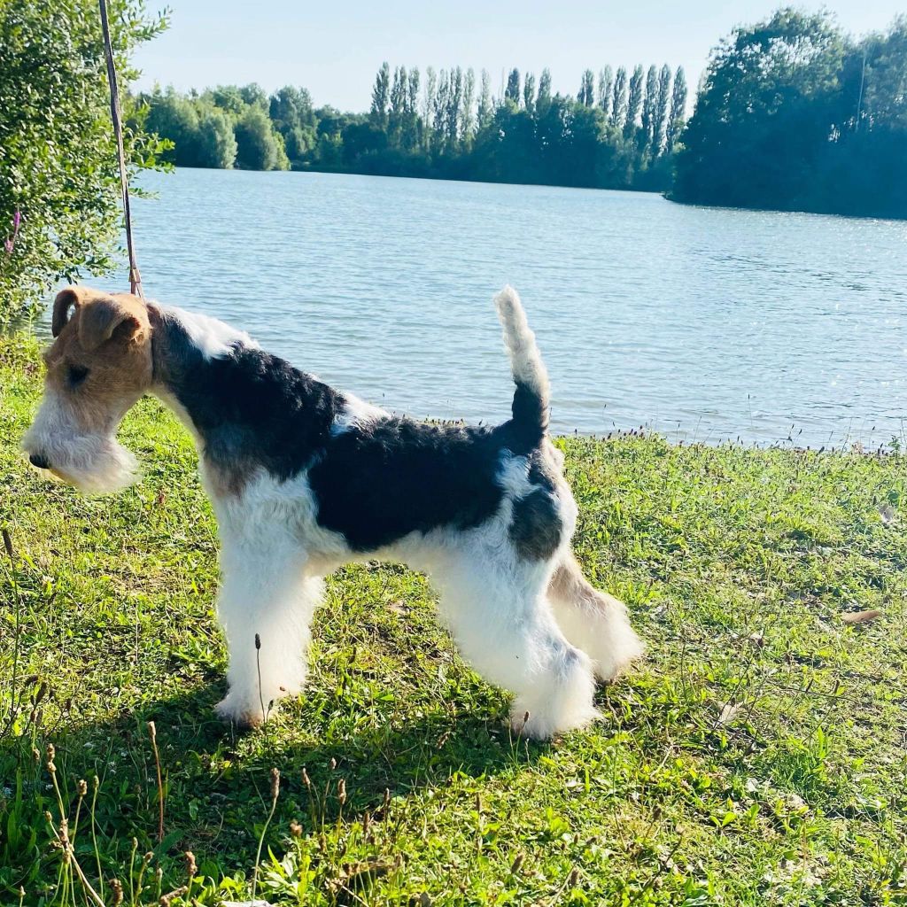 Du clos des amoureux - dog show offenburg 