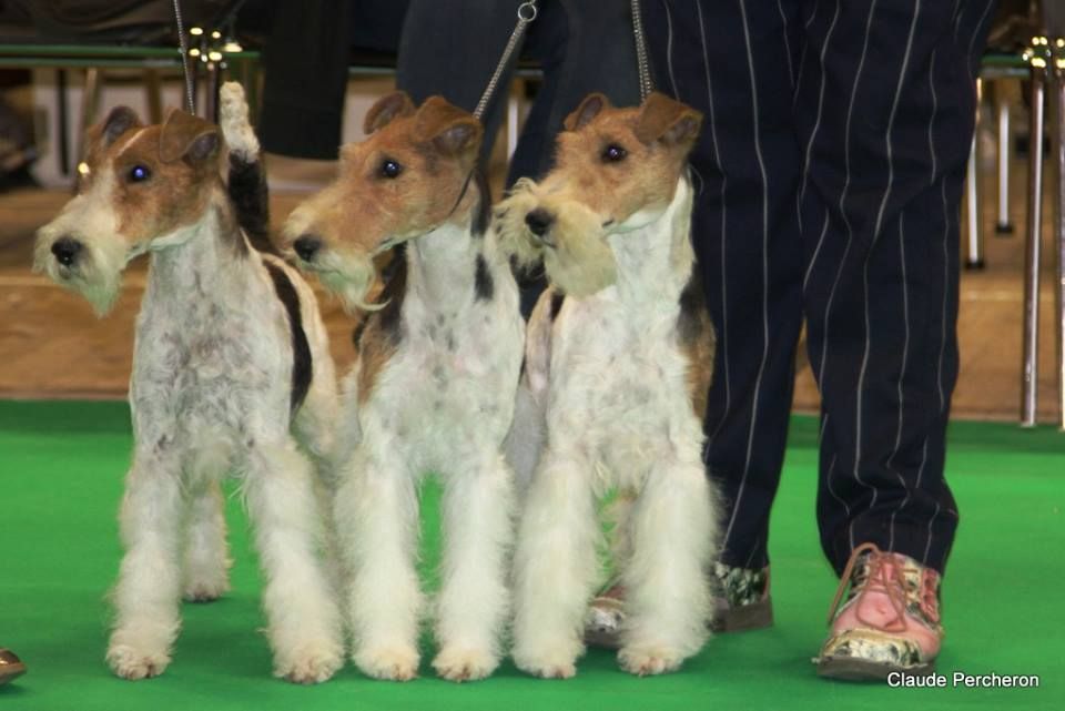 Du clos des amoureux - nationale d'élevage fox terrier  OCTOBRE 2018