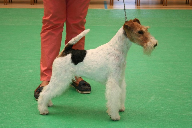 Du clos des amoureux - CHAMPION DE FRANCE DE CONFORMITE AU STANDARD