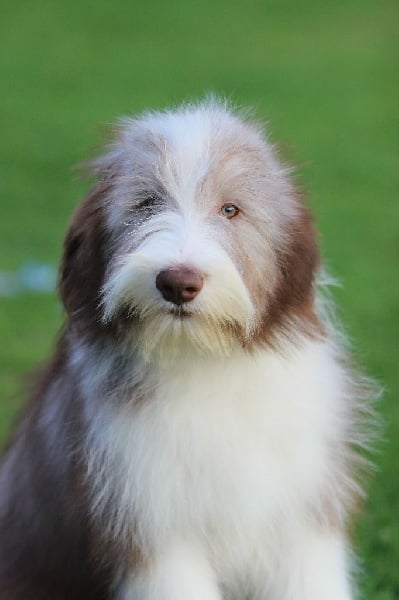 Victory wind's - Bearded Collie - Portée née le 21/05/2015