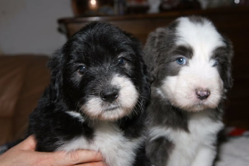 Victory wind's - Bearded Collie - Portée née le 07/04/2015