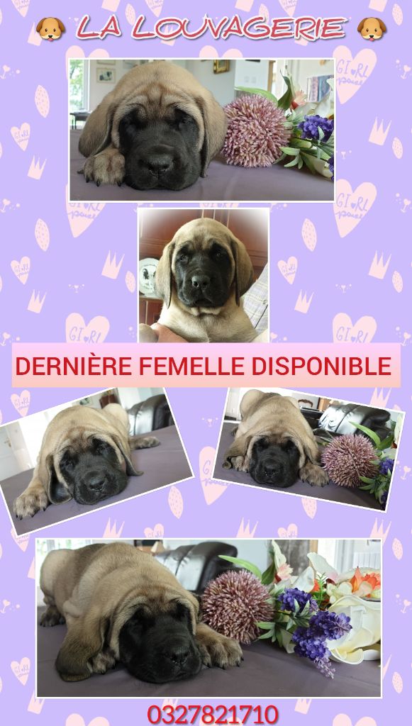 Une Femelle de Disponible !