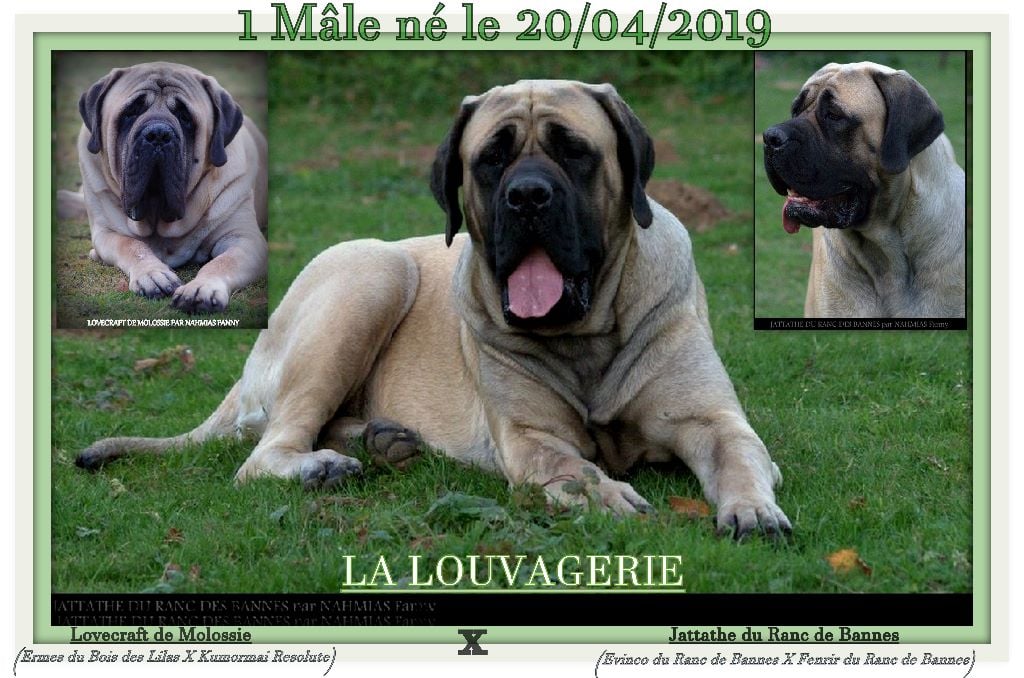 De la louvagerie - Mastiff - Portée née le 20/04/2019