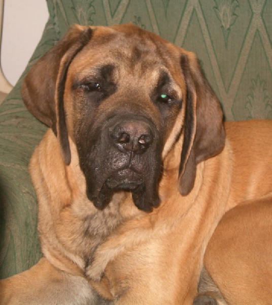 De la louvagerie - Mastiff - Portée née le 15/11/2006