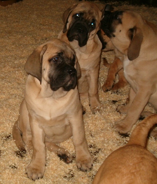 De la louvagerie - Mastiff - Portée née le 29/10/2007