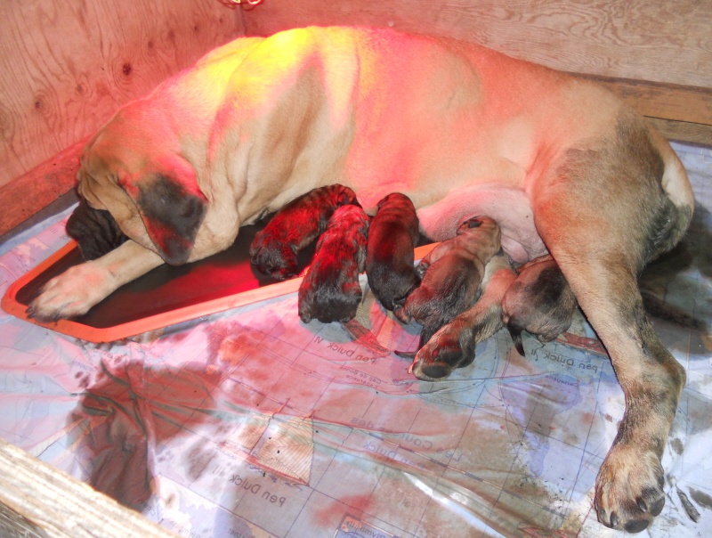 De la louvagerie - Mastiff - Portée née le 25/01/2012