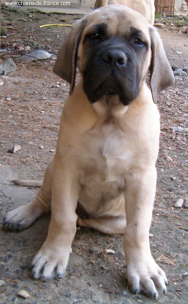 De la louvagerie - Mastiff - Portée née le 07/06/2005