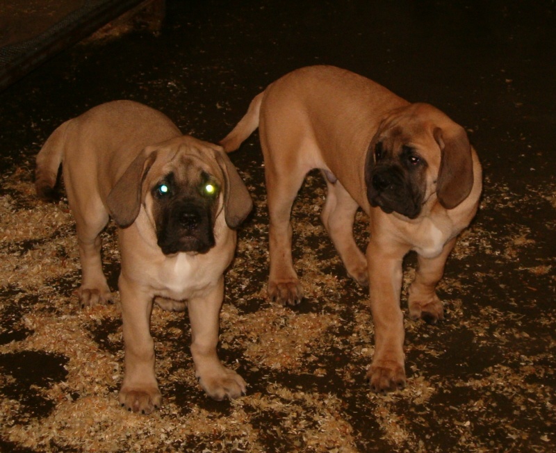 De la louvagerie - Mastiff - Portée née le 03/11/2007