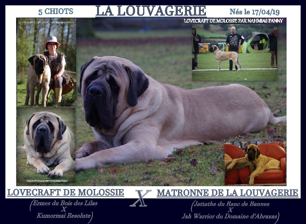 De la louvagerie - Mastiff - Portée née le 17/04/2019