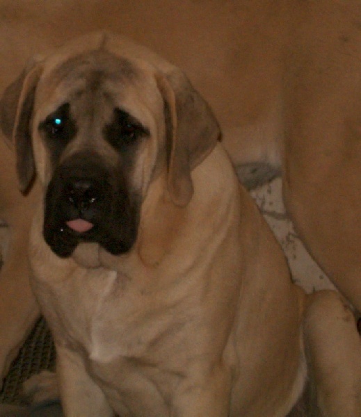 De la louvagerie - Mastiff - Portée née le 10/11/2006