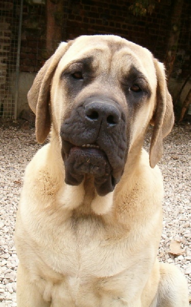 De la louvagerie - Mastiff - Portée née le 10/11/2006