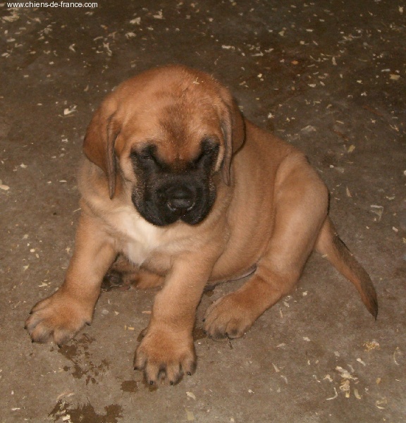 De la louvagerie - Mastiff - Portée née le 11/07/2006