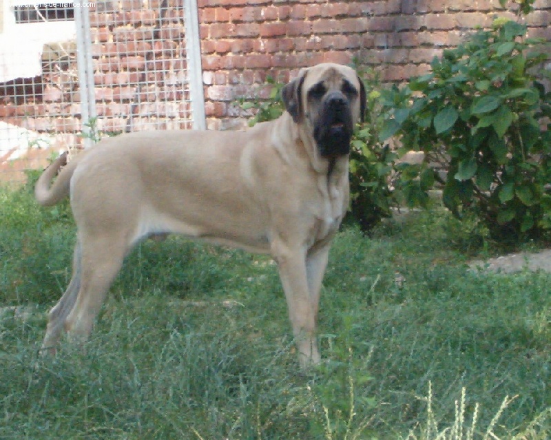 De la louvagerie - Mastiff - Portée née le 29/07/2004