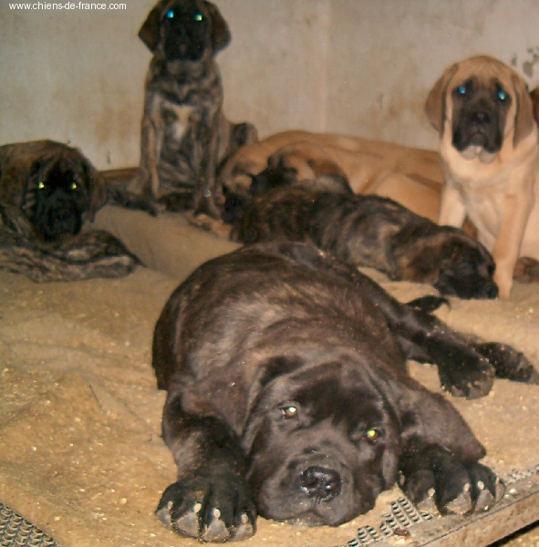 De la louvagerie - Mastiff - Portée née le 16/09/2004