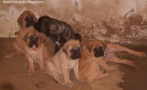 De la louvagerie - Mastiff - Portée née le 12/01/2006