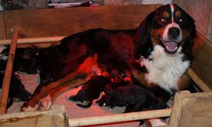 Chiot Bouvier Bernois De la chevauchee des dieux